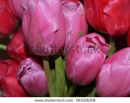 Pink and Red Spring Tulips