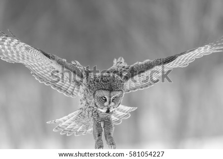 The great grey owl or great gray is a very large bird, documented as the world's largest species of owl by length. Here it is seen searching for prey in Quebec's harsh winter. Black and white photo.