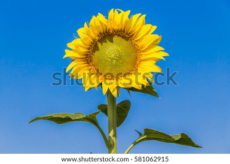 sunflower close up,yellow sunflowers close up.