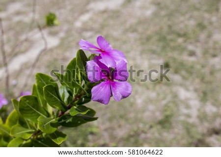 Flower Of Thailand