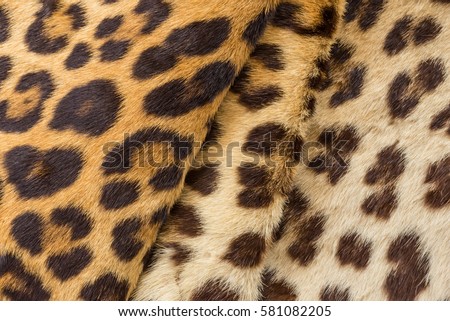 Leopard fur texture closeup for background user