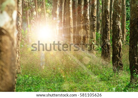 Portal in the forest to another dimension where unknown creatures such as the dogman and bigfoot can enter from another realm.  Unexplained phenomena with copy space. Royalty-Free Stock Photo #581105626