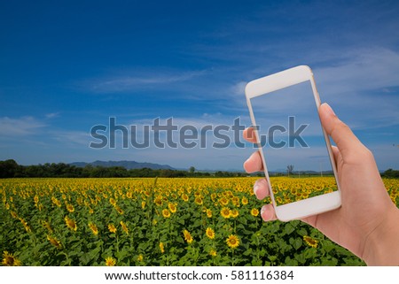 hand holding phone on screen sunflower background