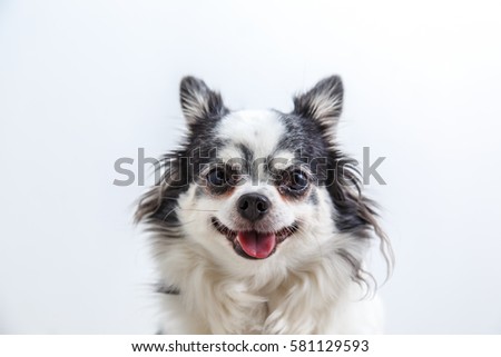 Chihuahua dog on withe background