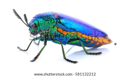 Jewel beetle isolated on white. Royalty-Free Stock Photo #581132212