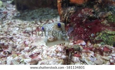 Close up puffer fish with red coral