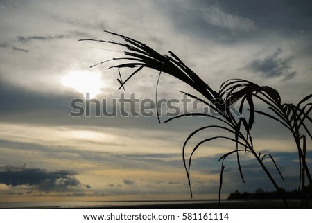 The shadow of grass with the sunset sky.