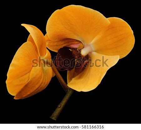 Orchid orange  flower. Isolated on black background with clipping path.  Closeup. The branch of orchids. Nature.