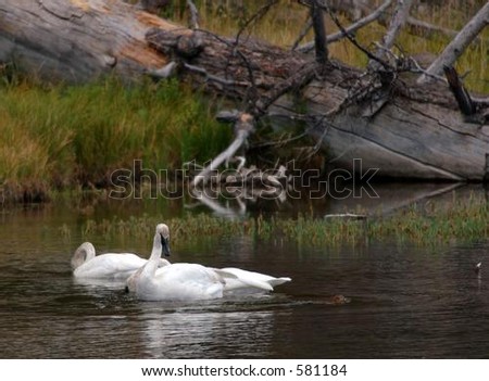 Trumpeter Swan watching North American River Otter swim by in Yellowstone National Park, Wyoming