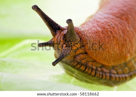 A slug crawls on a leaf of lettuce