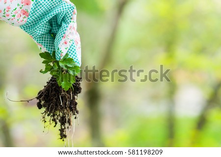 Spring weeding in the garden, the gardener pulling out the weed carefully in colorful garderning gloves