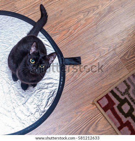 black cat on the floor laminate, top view
