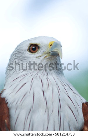 Close Up Of A Beautiful Bald Eagle (Haliaeetus Leucocephalus) With Blurry Background