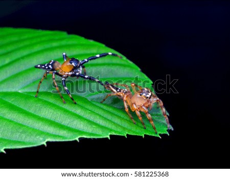 macro closeup of jumping spider on the leaf