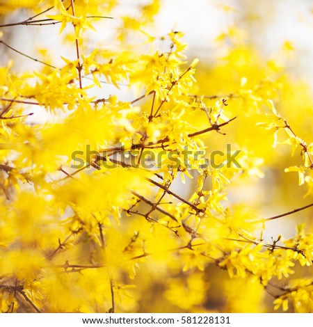 Spring beauty. Blooming yellow Flowers of trees on the sky background