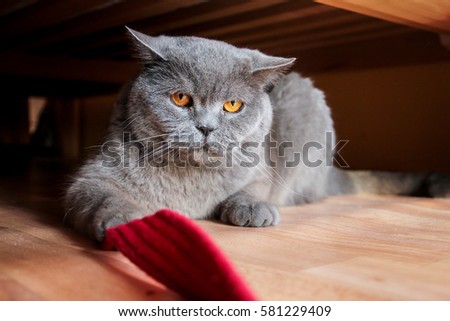 A picture of the british cat under the bed, which don´t want to come outside. He´s quite angry, grumpy and in bad mood. He holds the cord and don´t wants to play. 