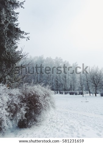 White trees in the park glowing by sunlight. Picturesque and gorgeous wintry scene. Location place Ukraine, Europe. Mobile photography. Instagram toning effect. Beauty world