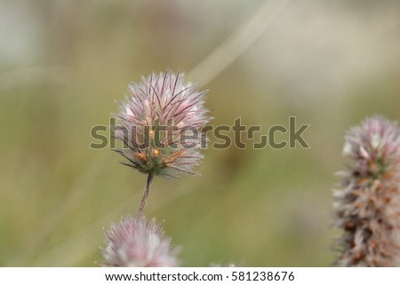 haresfoot clover or rabbitfoot clover ,Trifolium arvense