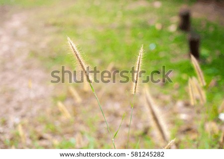 Squirrel tail grass with blur background