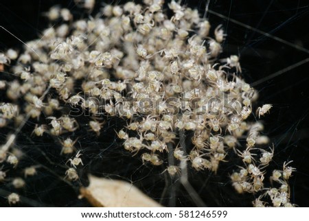 Close Up Of Hundreds Of Baby Spiders On Its Web With Blurry Background