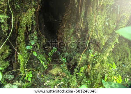 Mystical and beautiful famous green Mossy Forest in Cameron Highland 