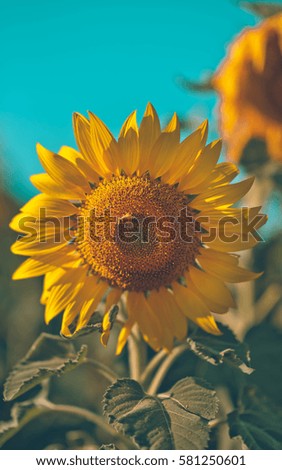 Sunflower in vintage style picture.