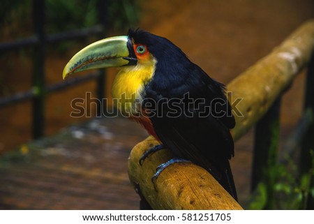 Toucan (Ramphastos dicolorus) standing on the wooden branch.