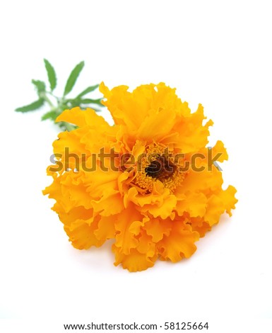 Orange Marigold (Tagetes) isolated on white