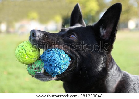 Dog playing ball