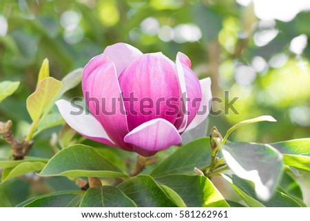 Blossom Pink Magnolia Flower, Selective Focus