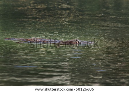 A beautiful picture of the rare Australian Platypus (Ornithorhynchus anatinus) at the surface of creek in daylight