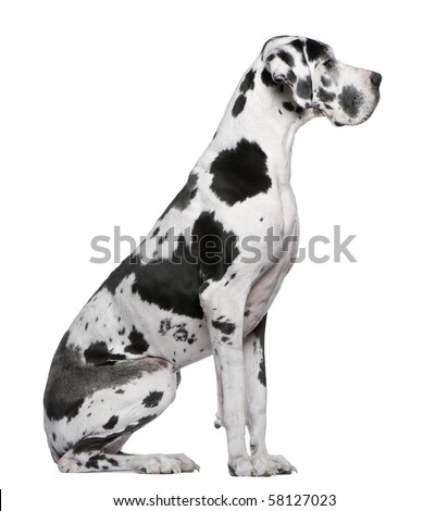 Great Dane Harlequin sitting in front of white background