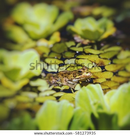 Green Frog in a wetland