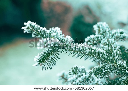 frosted fir branch in winter, conifer
