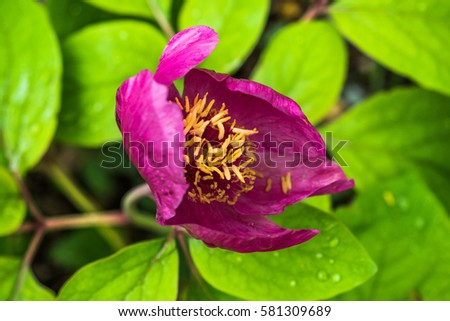 Beautiful flower of a bright magenta color on a branch with green leaves.Blooming peony on a branch with green leaves and dew. Screensaver for your desktop