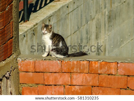 Sweet fluffy stray cat sitting on a new built brick wall on a sunny day