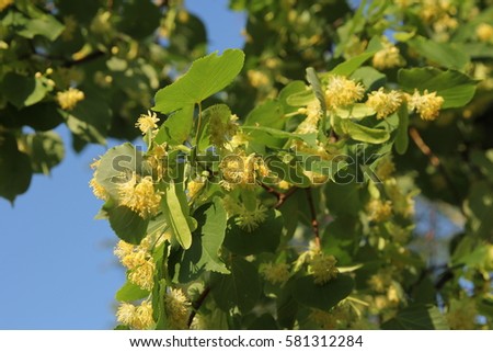 Linden tree in bloom, against a green leaves.