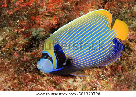 Emperor Angelfish. Tropical reef fish