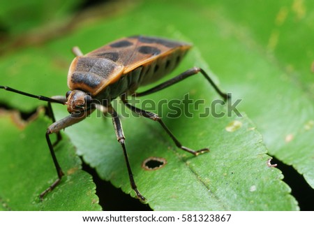 A Close Up Of A Beautiful Shield Bug On A Green Leaf With Blurry Background