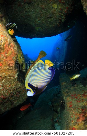 Emperor Angelfish. Tropical fish in underwater cave. 