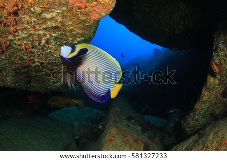 Emperor Angelfish. Tropical fish in underwater cave. 