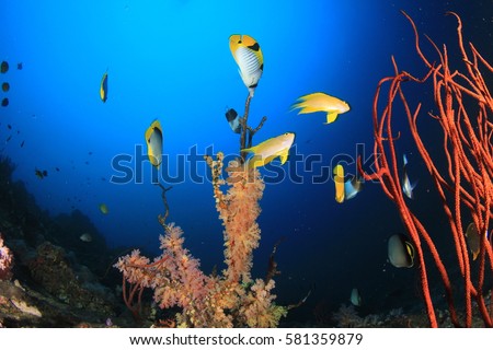 Coral reef underwater and fish in ocean