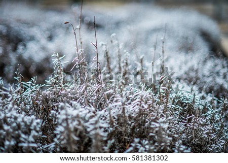 Snow, winter, nature, lavender