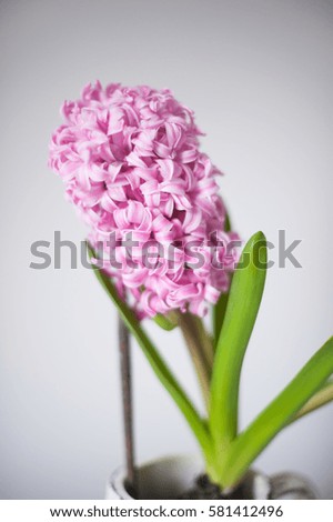 Pink hyacinth in pot on white background