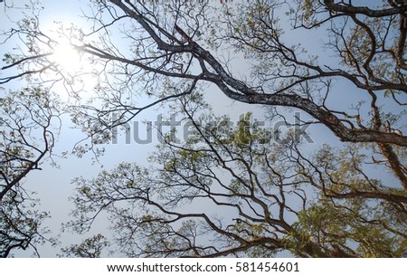 The silk tree with branch ,the biggest silk tree at Chiangrai ,Thailandat Chiangrai ,Thailand