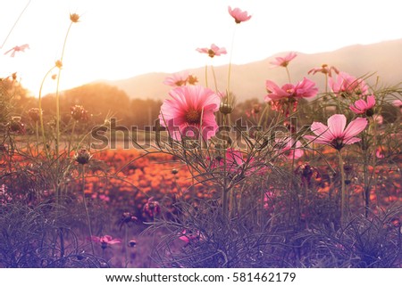 Beautiful flower (Cosmos) on nature background with sunset and soft focus, style vintage