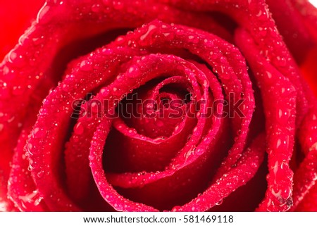 Red roses petal background close up 