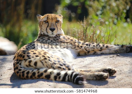 Cheetah laying on rock