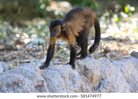 Monkey crawling on rock