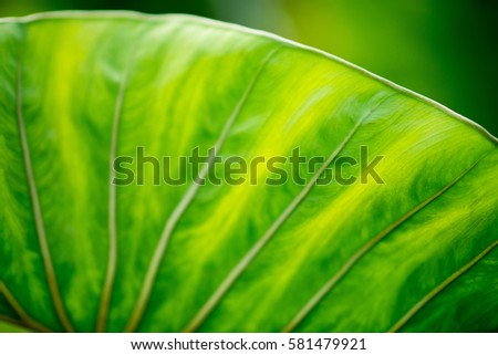 Taro cocoyam leaf